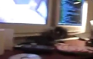 Real untrained web amateur