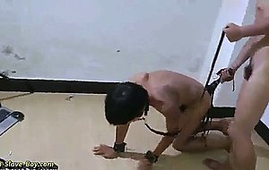 Asian boy slaves doggy trainning