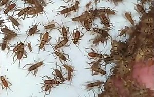Crickets like cock in a tub
