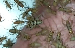Crickets like cock in a tub