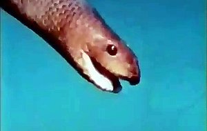 Pericolo negli abissi snake scene