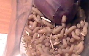 Maggots in pee hole
