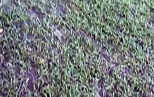 Amateur passions outdoors