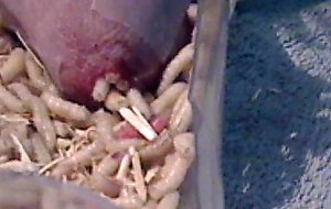 Maggots in pee hole