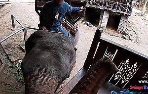 Elephant trunk hugging and sex after for this horny amateur teen couple